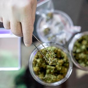 Cannabis-300x300